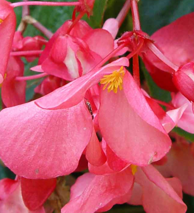 キダチセイベゴニア 木立性ベゴニア の花言葉と誕生花 花の持つ言葉