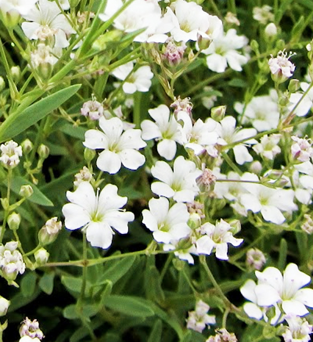白色のカスミソウ 霞草 の花言葉と誕生花 花の持つ言葉