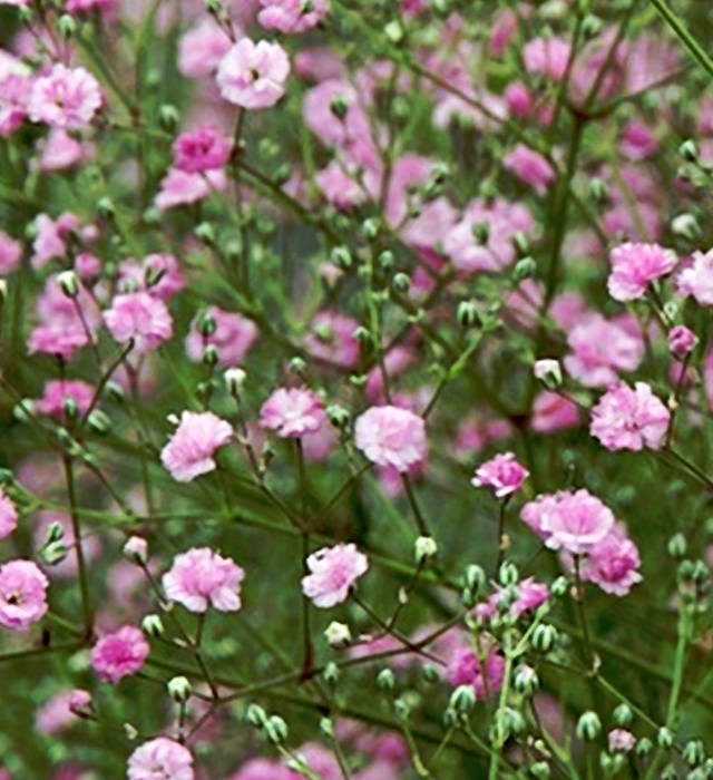 ピンク色のカスミソウ 霞草 の花言葉と誕生花 花の持つ言葉