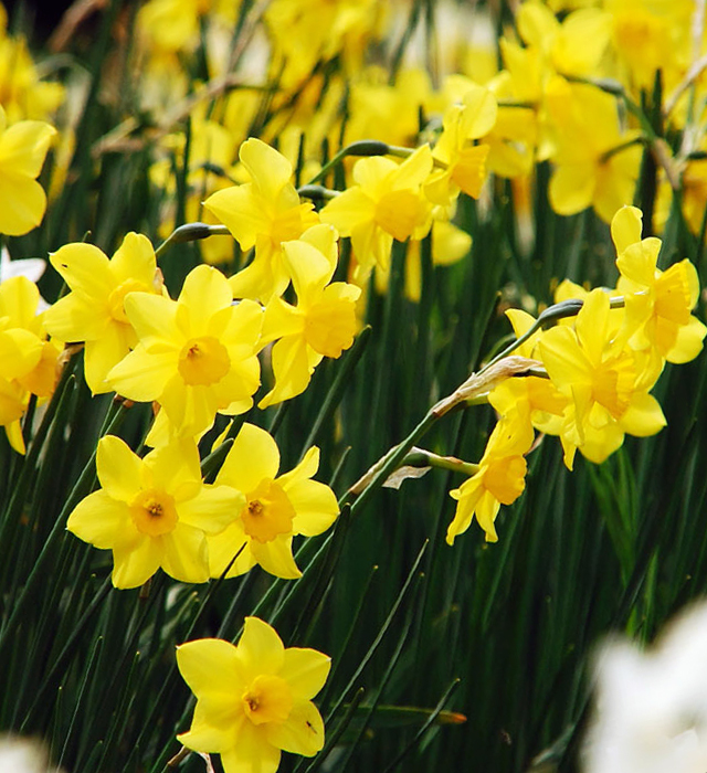 黄色のスイセン 水仙 の花言葉と誕生花 花の持つ言葉