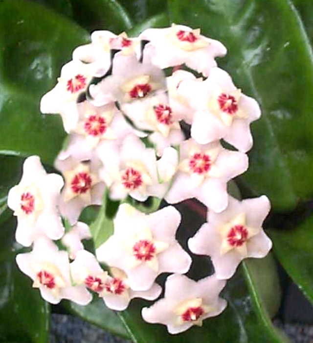 サクララン 桜蘭 の花言葉と誕生花 花の持つ言葉