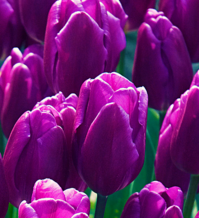 紫色のチューリップの花言葉と誕生花 花の持つ言葉