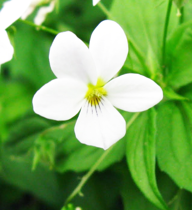 白色のスミレ 菫 の花言葉と誕生花 花の持つ言葉