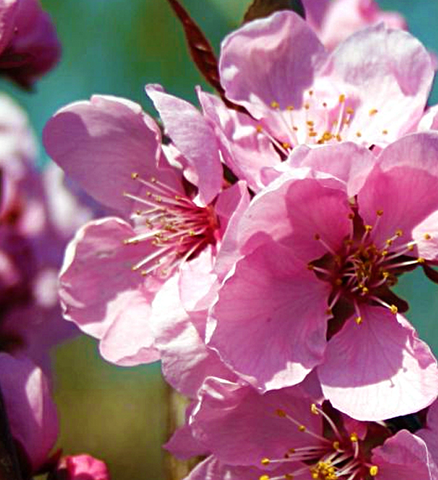 ハナモモ 花桃 の花言葉と誕生花 花の持つ言葉