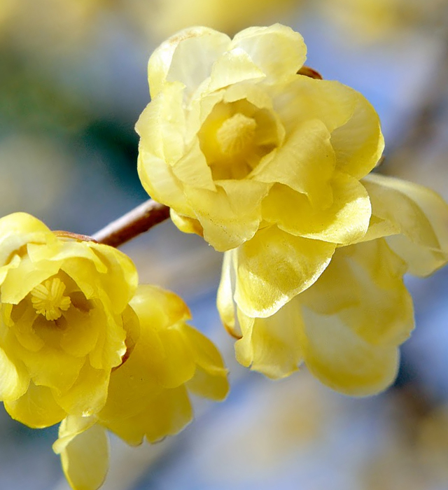 ロウバイ 蝋梅 の花言葉と誕生花 花の持つ言葉