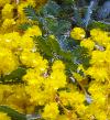 タマネギ 玉葱 の花言葉と誕生花 花の持つ言葉