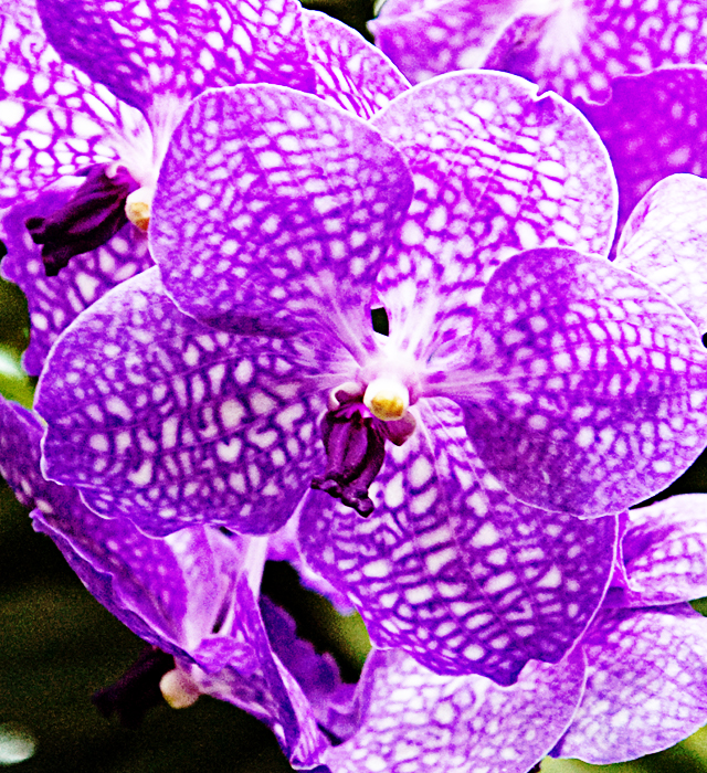 ヒスイラン 翡翠蘭 の花言葉と誕生花 花の持つ言葉