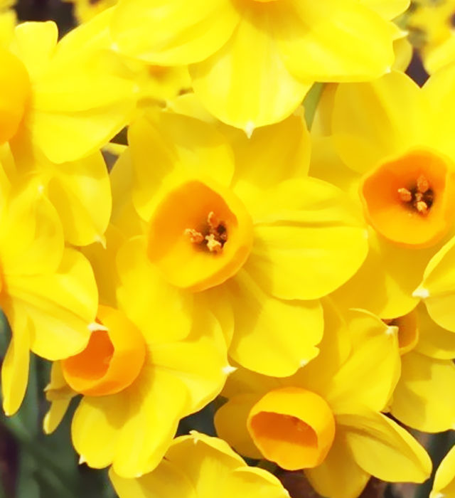 キブサスイセン 黄房水仙 の花言葉と誕生花 花の持つ言葉