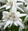 白色のアザレア の花言葉と誕生花 花の持つ言葉